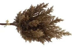 Countryfield Astilbe bruin 2