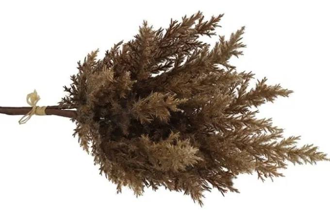 Countryfield Astilbe bruin 2
