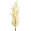Countryfield Astilbe crème