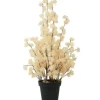 Countryfield Bloem in pot Clematis alpina XL crème 18 x 18 x 82 cm