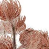 Countryfield Bloem in pot Clematis alpina M oud roze 14 x 14 x 57 cm
