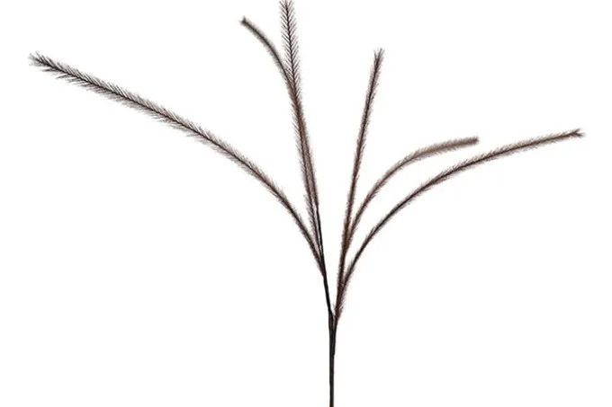 Countryfield Countryfield Pluim tak donkerbruin - 112 cm