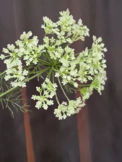 Countryfield Heracleum sphondylium wit kunsttak - Countryfield