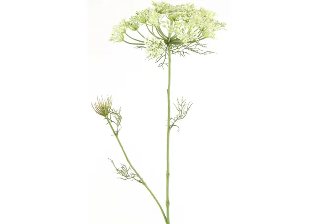 Countryfield Heracleum sphondylium wit kunsttak - Countryfield
