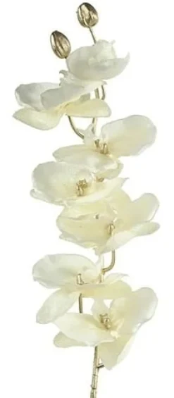Countryfield Kunsttak Phalaenopsis crème
