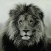 Countryfield Schilderij Leeuw Wild life L - Luxe Glaskunst