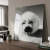Countryfield Schilderij Zeehond Wild Life 80 x 80 cm