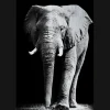 MondiArt Alu Brush | Olifant 120 x 180