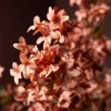 PTMD Kunstbloem Jasmine