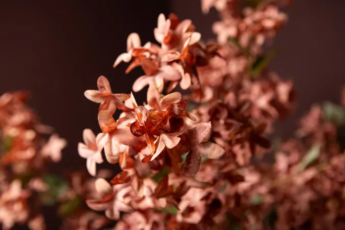 PTMD Kunstbloem Jasmine