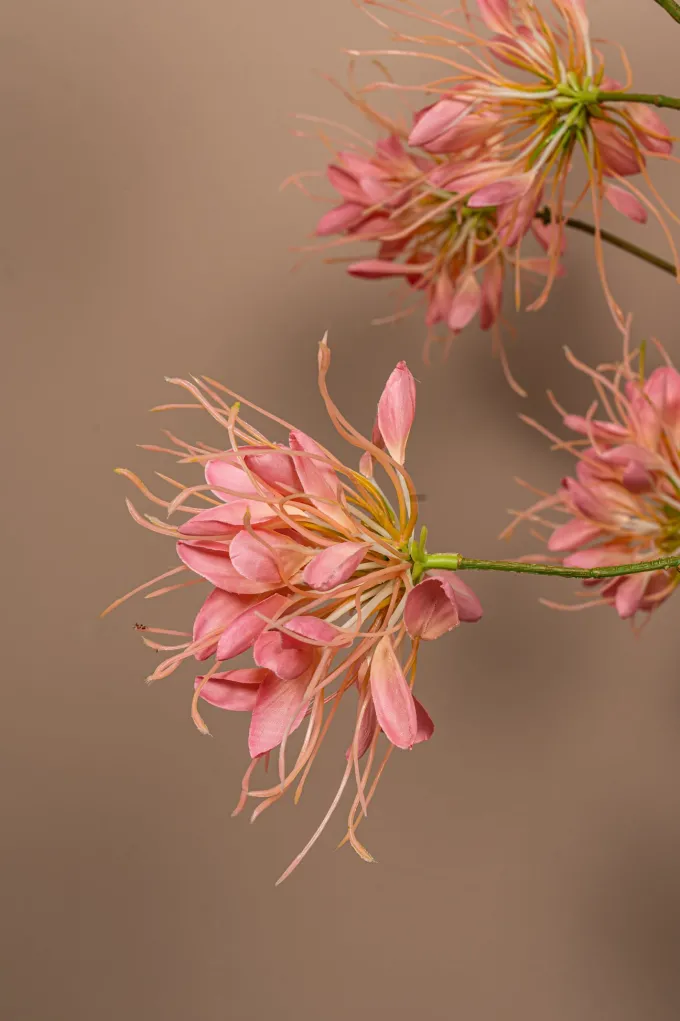 PTMD Kunsttak Pink Spider