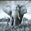 PTMD Schilderij Melani Glass Art Olifant Groot - Glaskunst