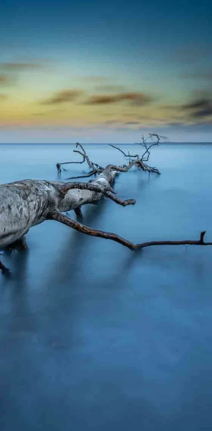 Wandkraft Art of Nature 041