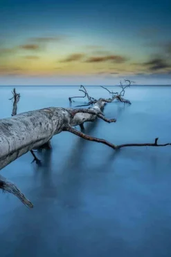 Wandkraft Art of Nature 041