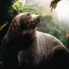 Wandkraft Bear