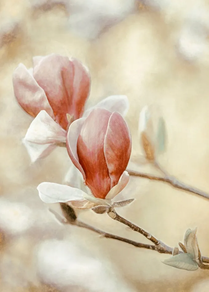 Wandkraft Blooming Hearts
