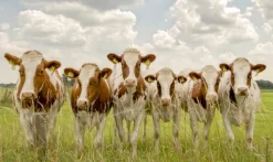 Wandkraft Curious Cows