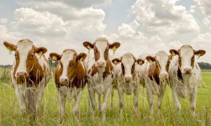 Wandkraft Curious Cows