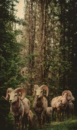 Wandkraft European Wildlife 003