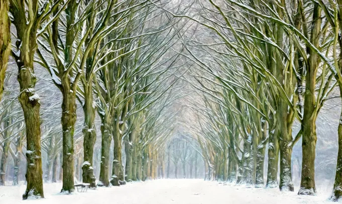 Wandkraft Tunnel of Trees