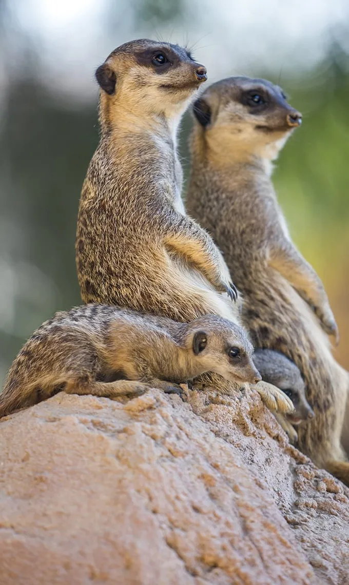 Wandkraft Wildlife 017