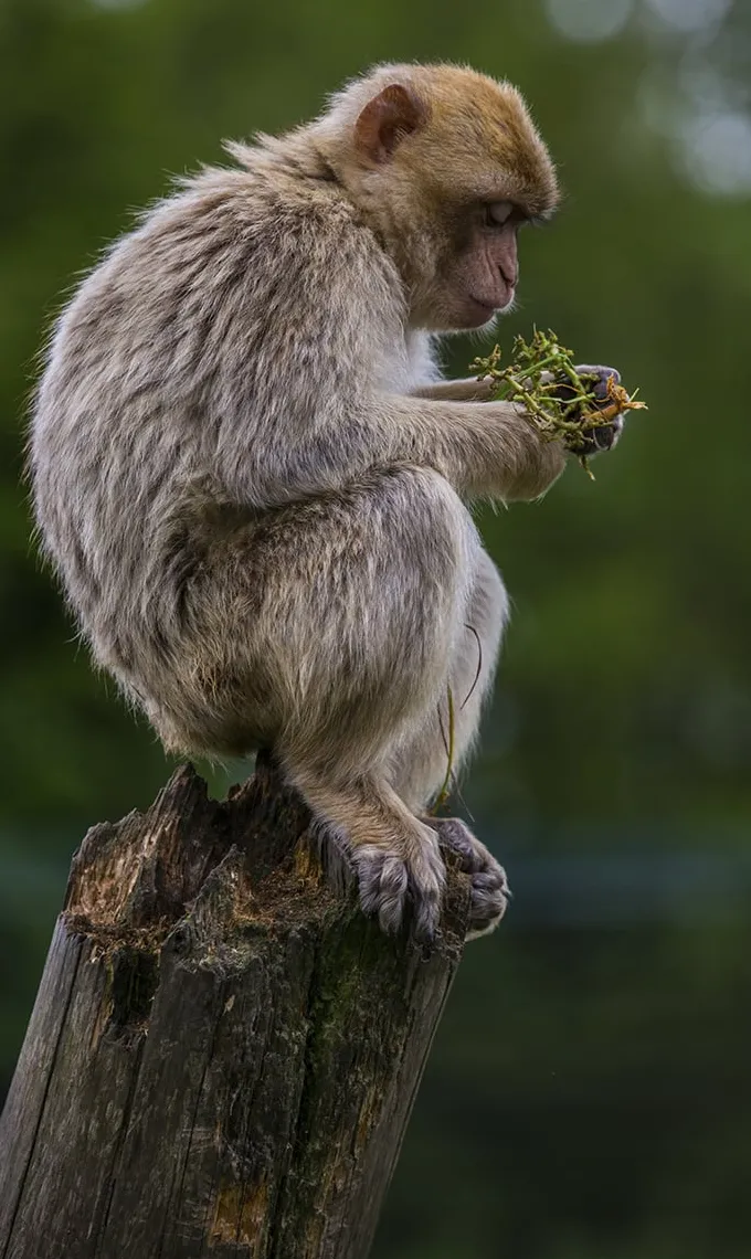 Wandkraft Wildlife 018