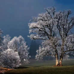Wandkraft Winter Wonders 007