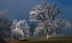 Wandkraft Winter Wonders 007