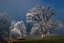 Wandkraft Winter Wonders 007